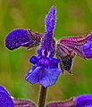 Wiesensalbei - Salvia pratensis