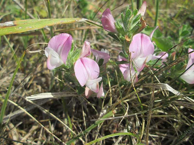 File:20190906Ononis repens3.jpg