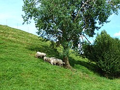 Sheep husbandry in Bavaria