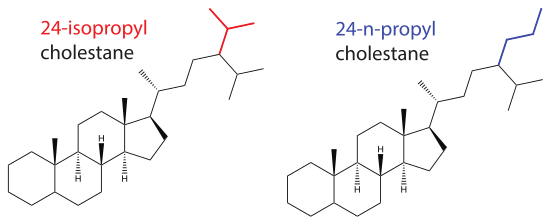Figure 1: 24-isopropyl cholestane (left) and 24-n-propyl cholestane (right), two organic molecules produced by sponges and marine algae relevant for studying the evolution of multicellular life in the Precambrian and Phanerozoic. 24Iso2.svg