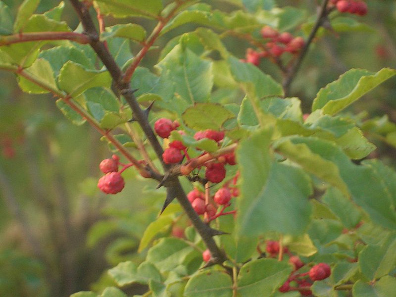 File:5811-Linxia-City-north-plateau-Sichuan-pepper-shrub.jpg