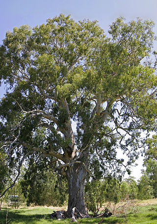 <i>Eucalyptus camaldulensis</i> Species of plant