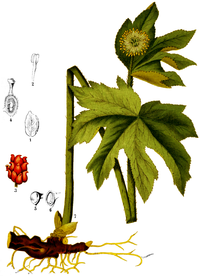 Hydrastis canadensis