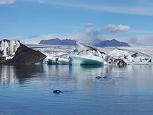 Seal at Jokulsarlon glacial lagoon in Iceland A Seal at the Glacial Lagoon.jpg