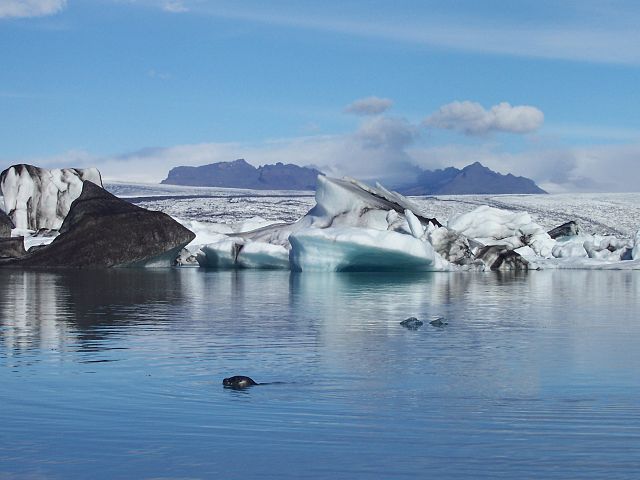 Seal at Jökulsárlón glacial lagoon in Iceland