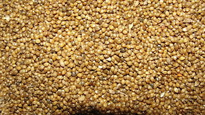 A closeup fo Samai millet with husk.JPG