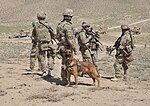 Thumbnail for File:A military working dog accompanies U.S. Soldiers conducting an inspection of an Afghan Border Police checkpoint near the Afghanistan-Pakistan border in the Spin Boldak district of Kandahar province, Afghanistan 130401-A-MX357-011.jpg