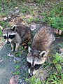 A pair of raccoons (3d49f7b2-b488-4160-a92b-ca7bf4726cca).jpg