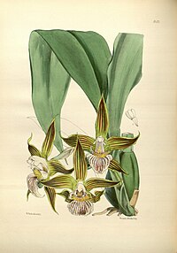 plate 172 Batemannia grandiflora Galeottia grandiflora