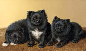 A trio of Pomeranians, before 1918