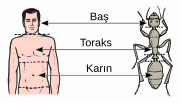 Göğüs için küçük resim