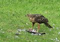 English: Black Sparrowhawk Accipiter melanoleucus (cat.)