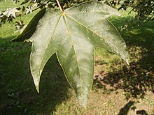Acer pictum ssp pictum R0019758.JPG