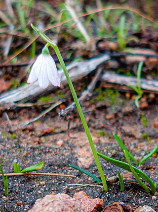 <i>Acis rosea</i> Species of flowering plant in the family Amaryllidaceae