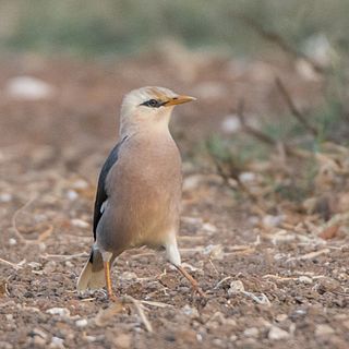 Vinous-breasted starling