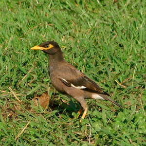 ঘৰ শালিকা