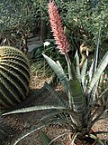 Aechmea phanerophlebia (TS) 2-006069.jpg