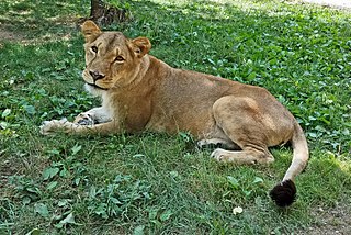 Black Pine Animal Sanctuary