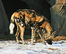 Afrikanischer Wildhund