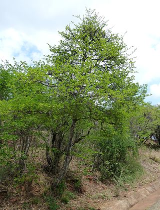 <i>Afrocanthium</i> Genus of flowering plants