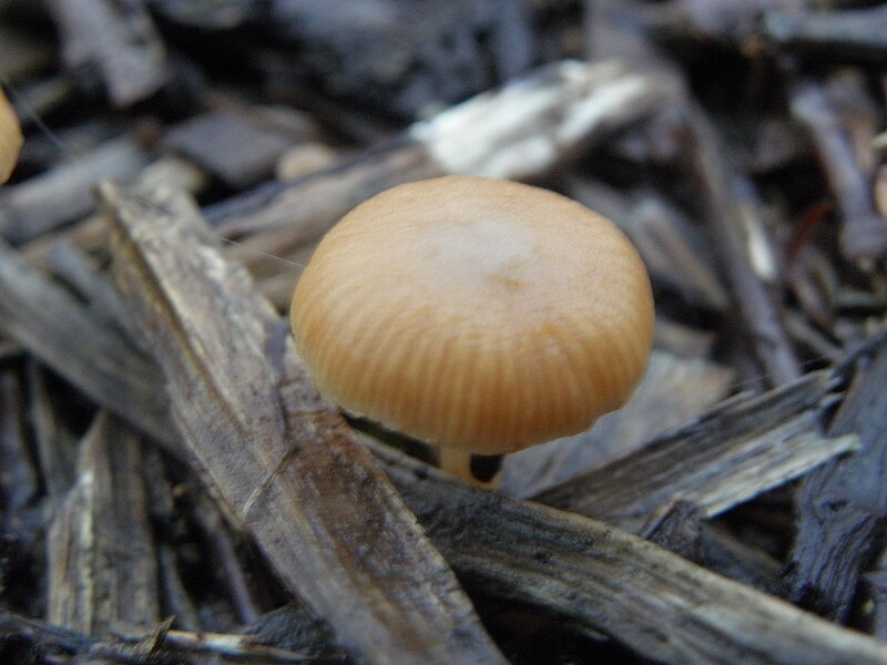 File:Agaricales R.H. 15.jpg