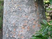 ダンダタマツ（Agathis robusta）の樹皮。メルボルン王立植物園。