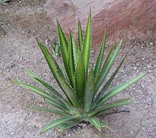 Agave lophantha Agave lechuguilla.jpg