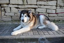 how much should a 3 month old alaskan malamute weight