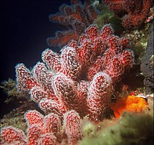 Alcyonium.jpg