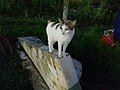 Category:Japanese Bobtails - Wikimedia Commons