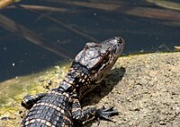 Alligator mississipiensis