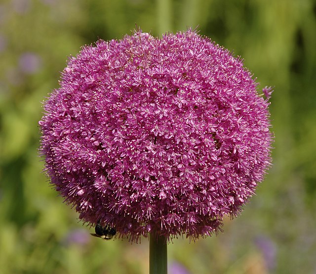 Соцветие лука (Allium) сорта 'Lucy Ball', Пенсильвания, США