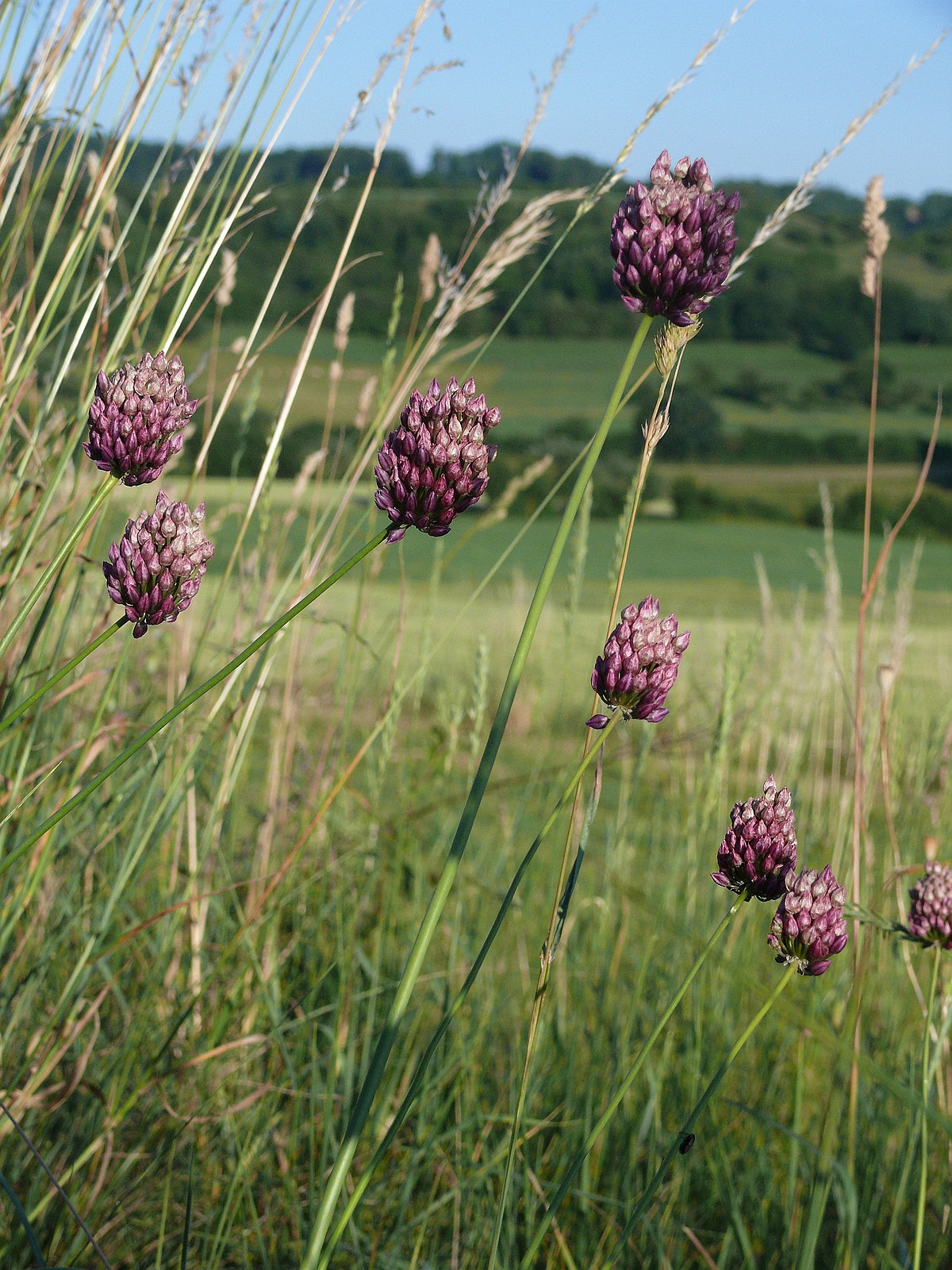 Лук круглый (Allium rotundum)