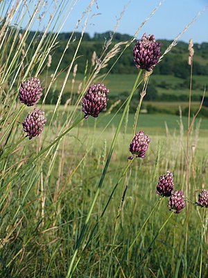 Allium rotundum 290608.jpg