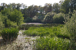 Eastern part of the Almstorfer Moor