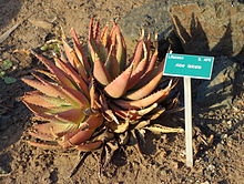 Aloe falcata - Ботаническа градина Сан Луис Обиспо - DSC06061.JPG