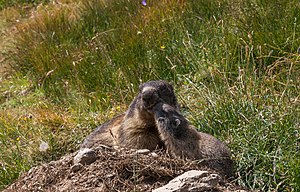 Alpine Marmot Family