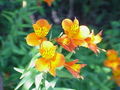 Alstromeria aurantiaca0.jpg