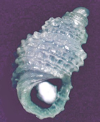 <i>Alvania fischeri</i> Species of gastropod