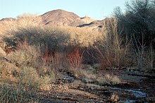 The Amargosa River flows through Beatty.