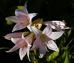 https://upload.wikimedia.org/wikipedia/commons/thumb/f/f8/Amaryllis_belladonna_flowers.jpg/255px-Amaryllis_belladonna_flowers.jpg