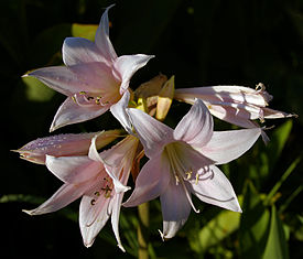 amaryllis belladonna