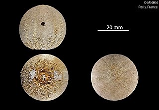 <i>Amblypneustes formosus</i> Species of sea urchin