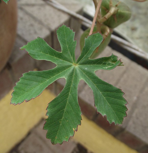 File:Amoreuxia gonzalezii leaf.jpg