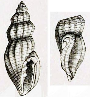 <i>Anacithara nanisca</i> species of mollusc