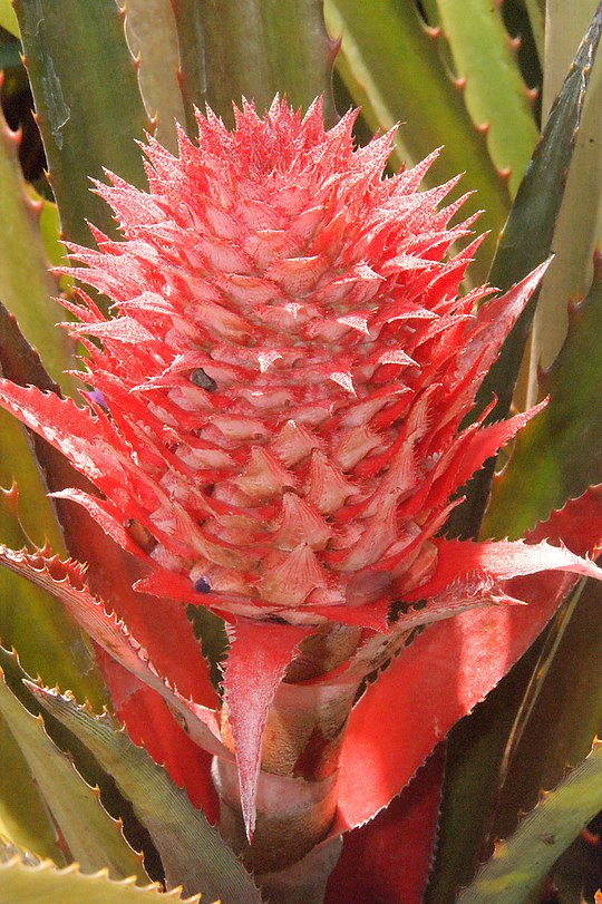 Красный ананас. Бромелия ананас. Ананас прицветниковый (ananas bracteatus. Карликовый ананас. Ананас Бромелиевые цветение.