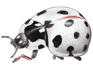 <i>Anatis labiculata</i> Species of beetle