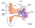 Miniatura para Conducto auditivo externo