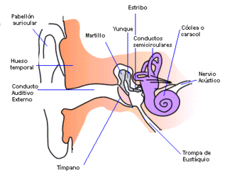 Auricular - Wikipedia, la enciclopedia libre