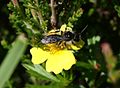 Andrena tarsata Nylander 1848